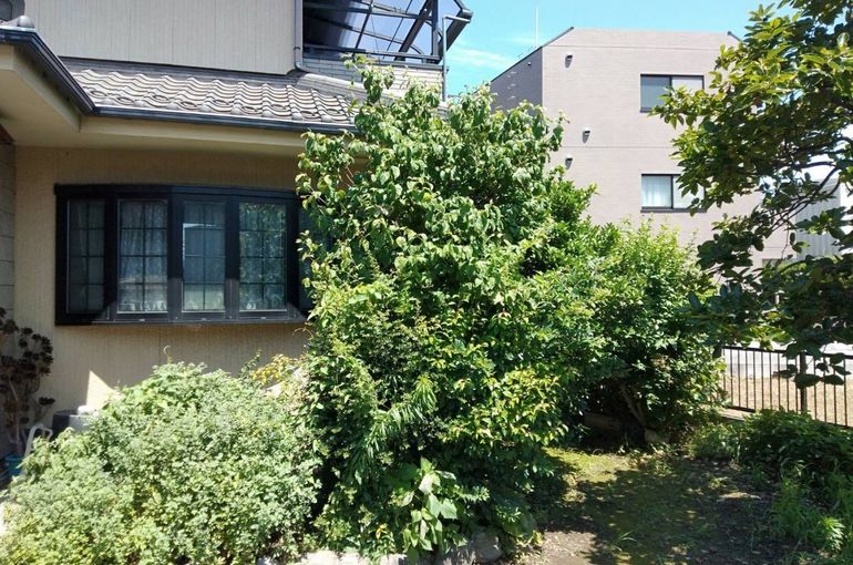 作業前のお庭